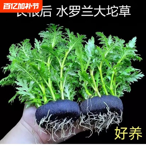 水罗兰基四季鱼缸装饰底座鱼池种植沉底水草躲避造景增氧底部水质