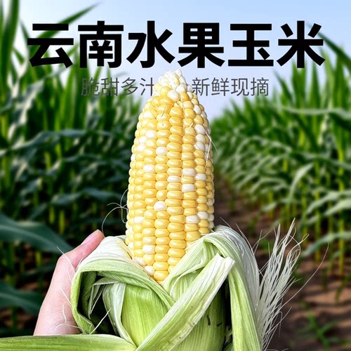 云南新鲜水果玉米新鲜水果