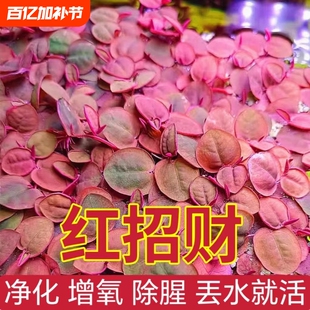 红毛丹浮萍水浮莲水草生植物池塘鱼缸造景养殖净化水质水生植物