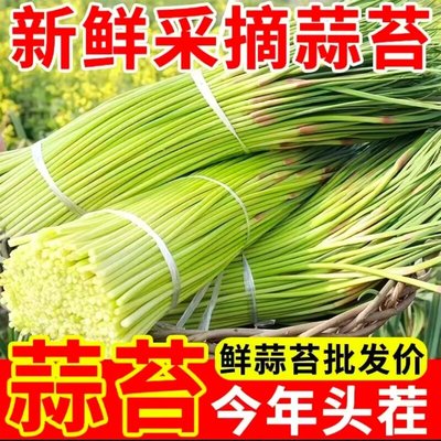 当季时令新蒜苔农家自种青菜鸡蛋腊肉蒜苗儿童孕妇不挑味3斤/5斤