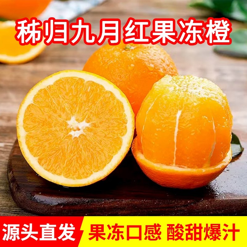 正宗九月红果冻橙 秭归脐橙产地直发 当季新鲜孕妇水果手剥甜橙子