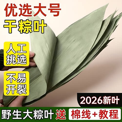 特大号野生干粽叶粽子叶新鲜包粽子箬叶粽叶干大号家用干现摘糯米