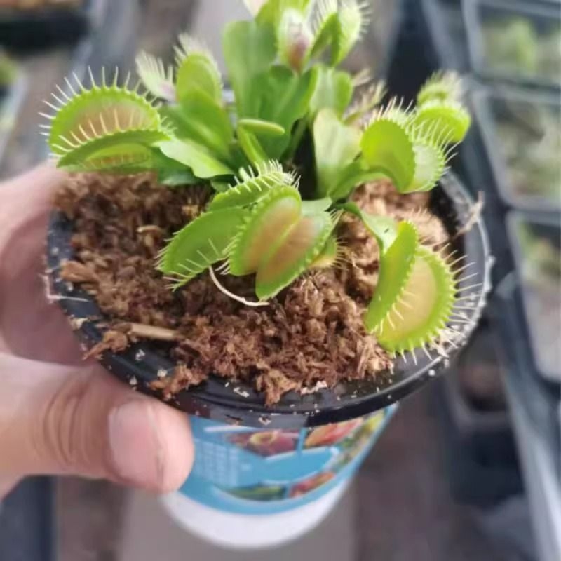 捕蝇草猪笼草食虫草食人花驱蚊草捕蚊草食蚊草超大捕虫草盆栽驱虫