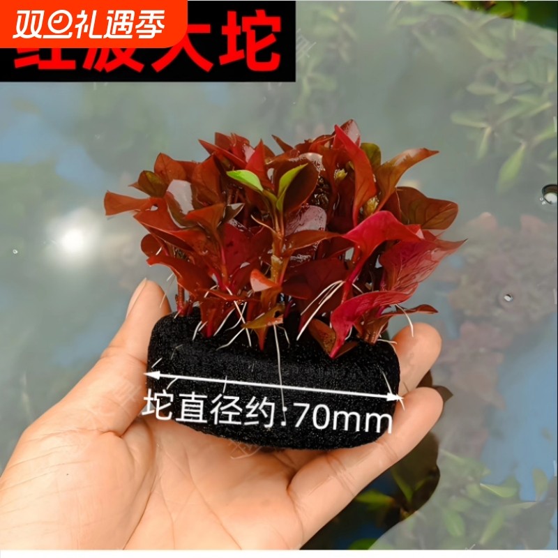 水草定植坨沉底鱼缸造景装饰植物增氧净化水质大坨基坨草红色水草