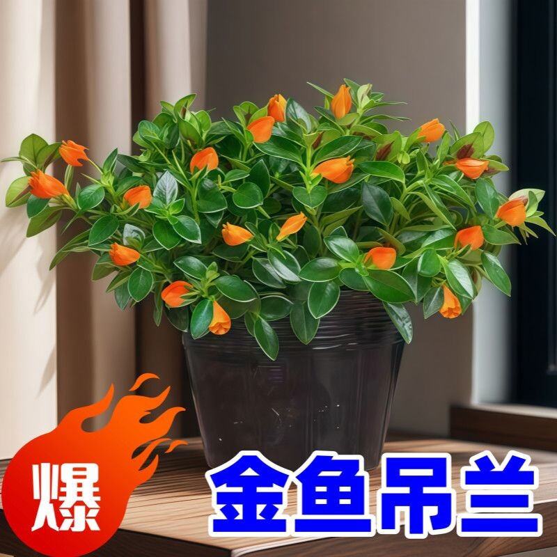 【聚财金鱼】金鱼花吊兰室内绿植金鱼花进化空气防蚊植物花卉大全