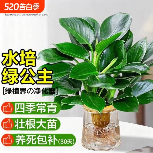 金钻盆栽水培大叶绿公主植物室内绿植富贵竹好养绿萝客厅郁金香