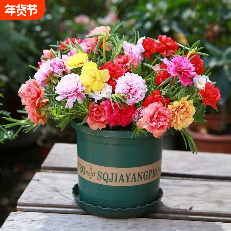 重瓣太阳花苗带花苞盆栽花卉阳台四季开花好养绿植客厅室外摆放