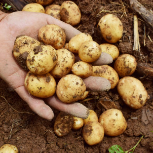 湖北恩施小土豆新鲜农家特产现挖黄心黄皮新鲜土豆蔬菜马铃薯洋芋