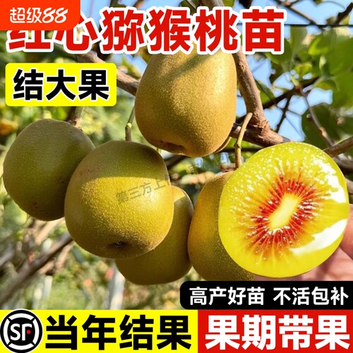 猕猴桃树果苗奇异果红心徐香黄心猕猴桃苗当年结果公母同株果树苗