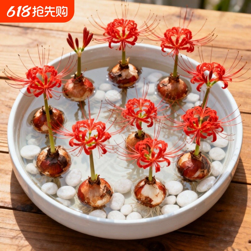 开花彼岸花曼珠沙华盆栽换锦石蒜花卉晚香玉水培室内客厅阳台室外