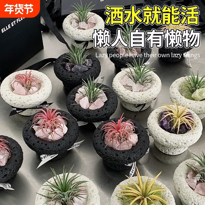 空气凤梨无土植物特价花期精灵带色包邮绿植盆栽花草礼品礼物