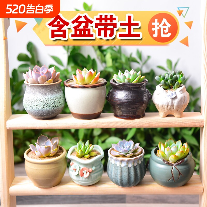 多肉植物小盆栽带陶瓷花盆组合室内土老桩高端仙人球绿植桃蛋肉肉