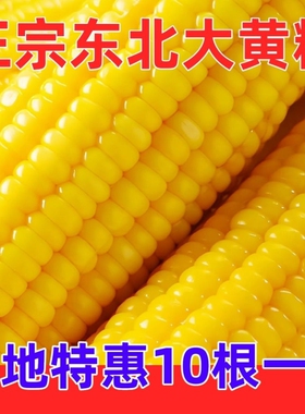 煜松东北新鲜黄糯玉米黄黏糯玉米棒真空包装黄甜玉米香甜农场现摘
