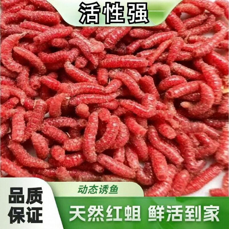 活钓鱼蛆虫鱼饵蛆牙子活虫活蛆大蛆钓白条马口红蛆溪流鲜活钓饵