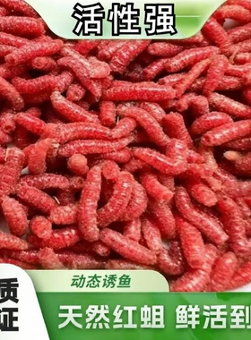 虫饵活钓鱼蛆虫鱼饵蛆活虫活蛆钓白条马口红蛆溪流鲜活钓饵牙子大