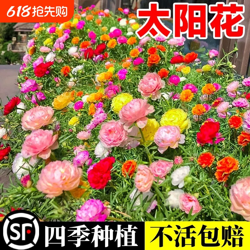 重瓣太阳花四季花野花组合凤仙花庭院盆栽种子开花大花花种播种