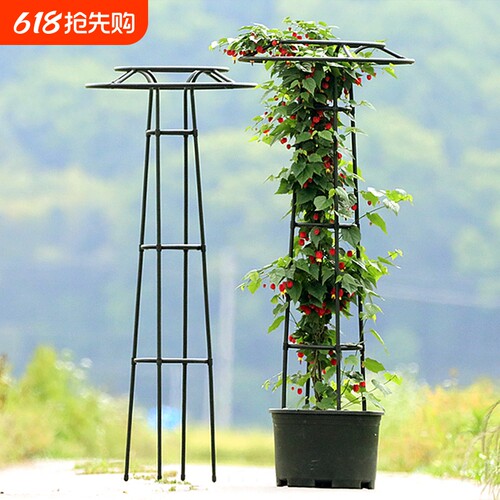 植物花支架月季爬藤架藤本攀爬架