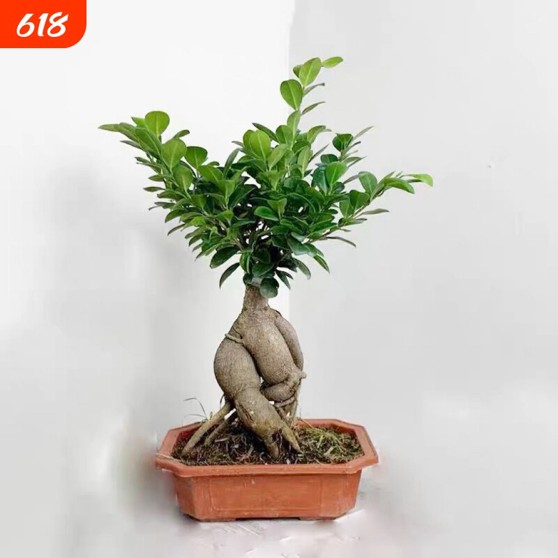 人参榕盆栽绿植提根老桩摇钱树发财树造型小叶榕树盆景植物金钱榕