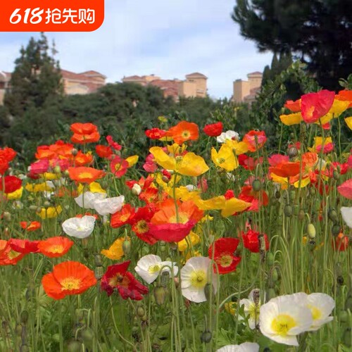 虞美人种子混色冰岛虞美人种子耐寒耐热四季阳台庭院盆栽花卉种子