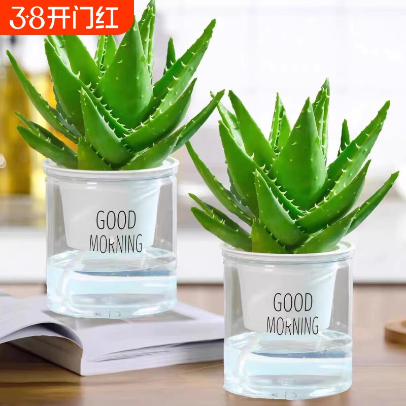 芦荟盆栽室内多肉净化空气绿植物除甲醛四季好养花卉仙人掌客厅