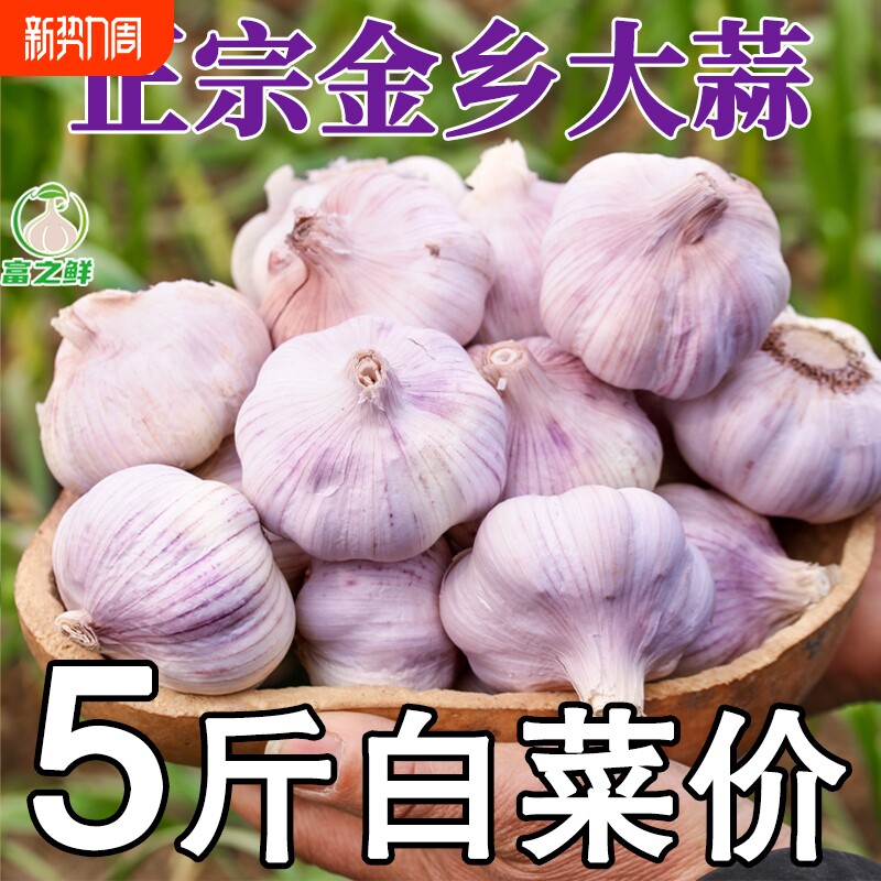 今年新蒜山东大蒜头干蒜紫皮种籽批发新鲜蒜瓣蒜种子农家种植助农