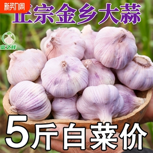 今年新蒜山东大蒜头干蒜紫皮种籽批发新鲜蒜瓣蒜种子农家种植助农