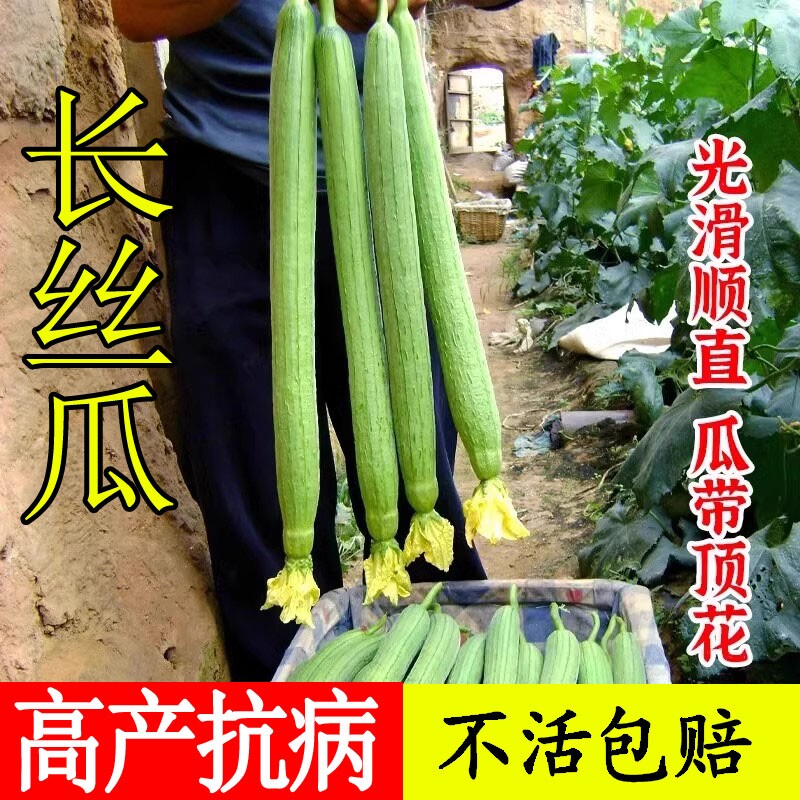 高产长丝瓜种子种籽苗特长四季秧苗子种蔬菜子菜苗孑秧春季幼苗