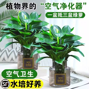 金钻绿公主盆栽带花苞绿箩萝水培植物办公室内花卉绿植四季好养活