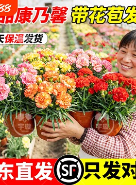 带花康乃馨盆栽带花苞四季花卉室内耐寒阳台植物好养易活开花重瓣