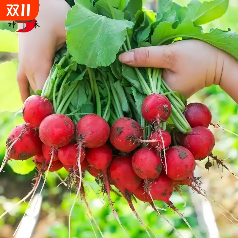 樱桃萝卜种子大全四季播种易活