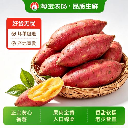 沙地板栗地瓜红薯新鲜