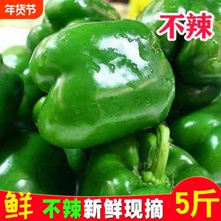 自家种植圆椒青甜椒彩青椒灯笼椒蔬菜现摘新鲜菜椒太空椒产地直发