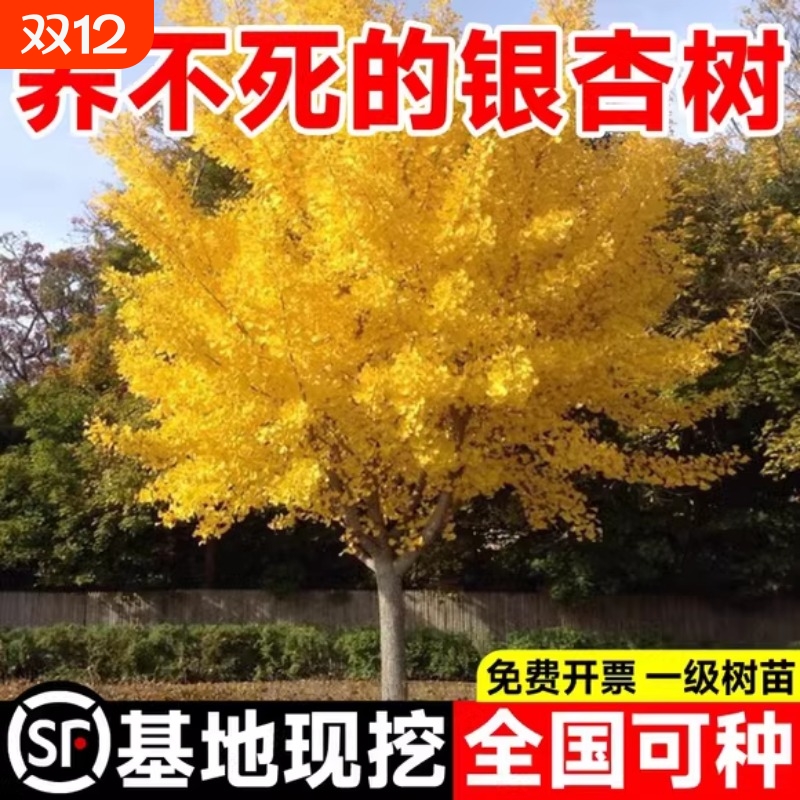 银杏树活苗金叶白果别墅庭院绿化风景拆迁大树苗行道树南北方种植