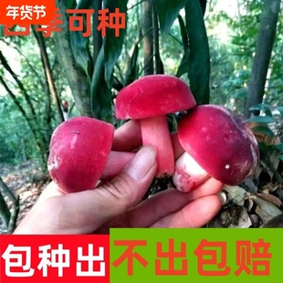 野生红菇红菌菌种食用菌种植家庭阳台盆景栽培四季高产懒人可食用