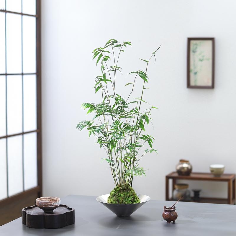 小叶米竹盆栽植物室内好养