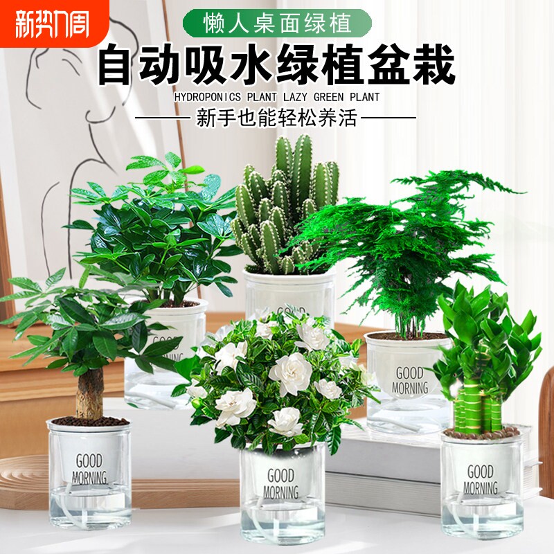 绿萝盆栽办公室内客厅除甲醛桌面好养活花卉小绿植发财树水培植物