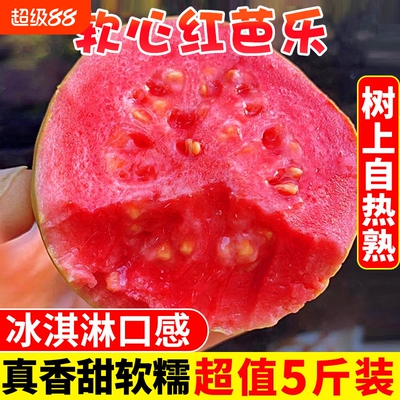 【坏果包赔】软糯红心芭乐