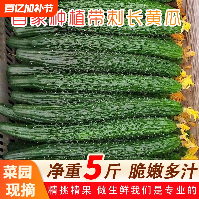 山东当季现摘新鲜黄瓜农家自种蔬菜小青瓜带刺长5斤特价包邮生鲜