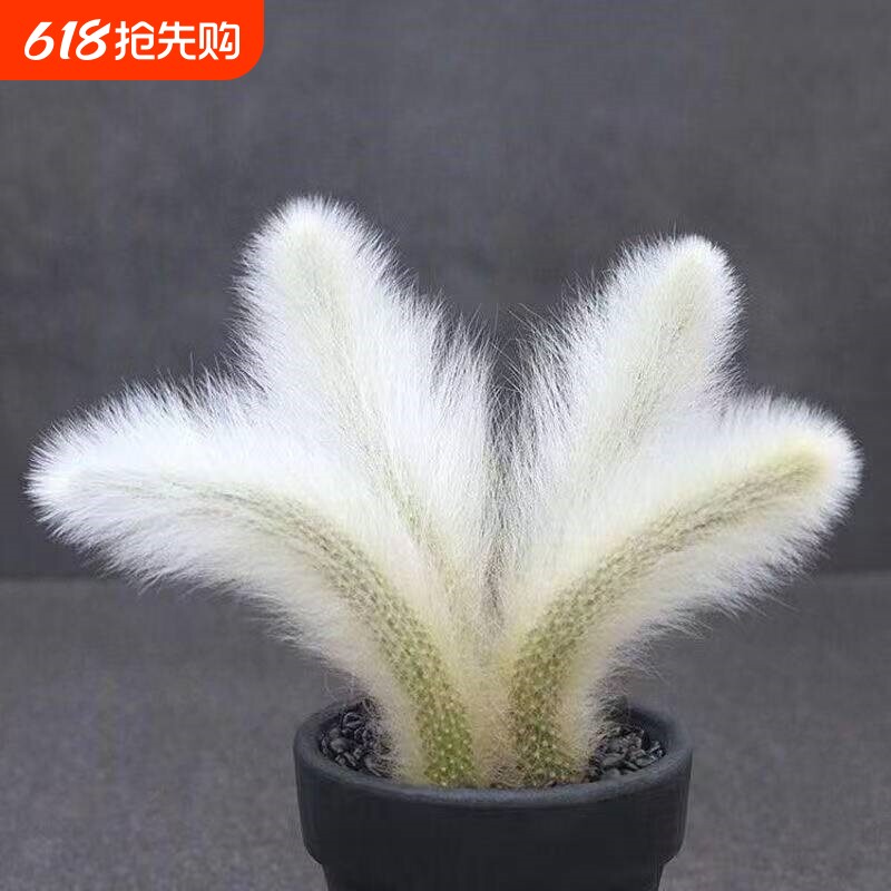 正宗大棵猫尾长毛九尾狐多肉植物仙人球宿舍桌面阳台新手好养绿植