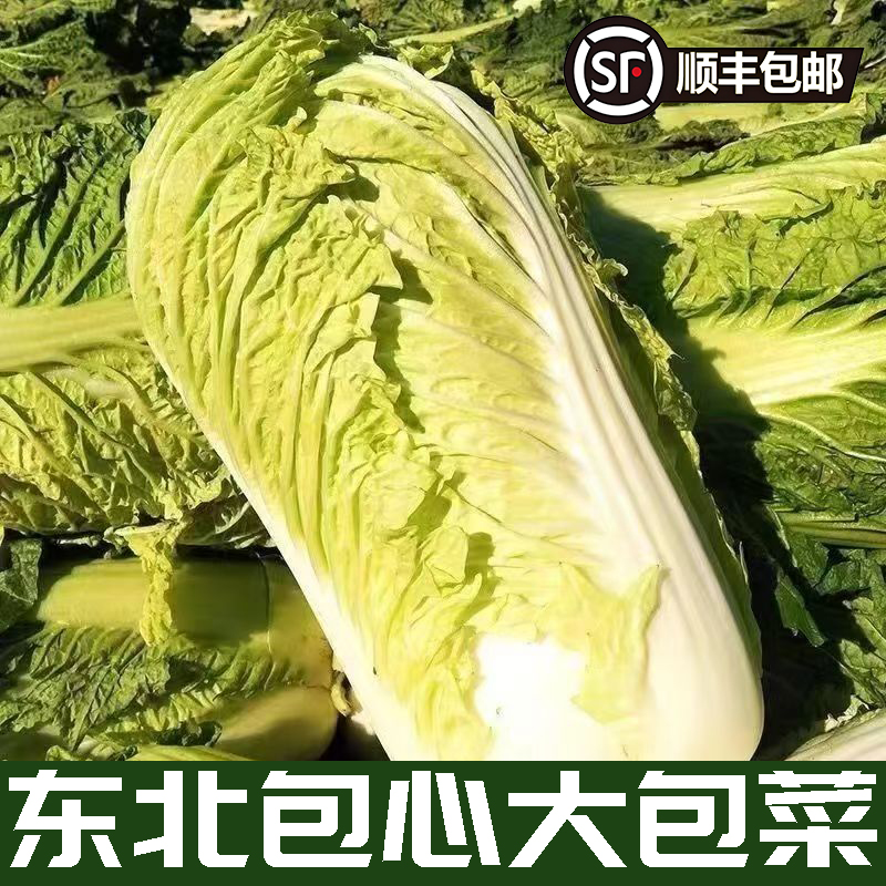 东北25应季霜打大白菜秋储菜冬储菜新鲜叶菜白菜蔬菜火锅菜多规格