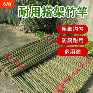 黄瓜豆角爬藤菜架竹竿架菜园搭架竹子户外旗杆篱笆围栏竹杆子批发