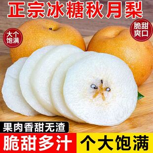 爆甜山东正宗莱阳秋月梨水果新鲜应季薄皮梨子一整箱批发价
