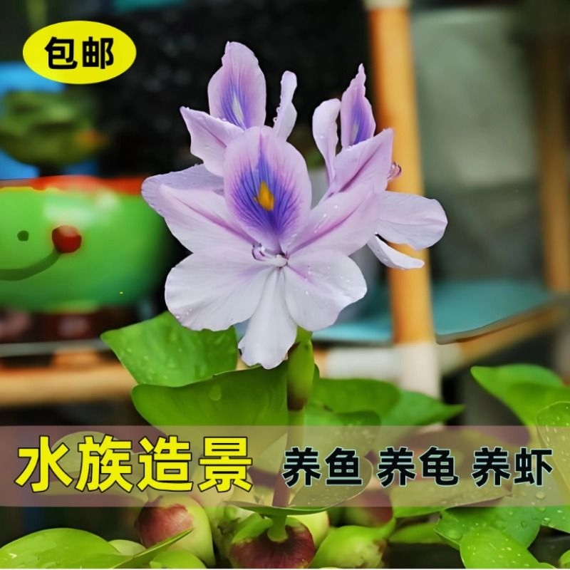 凤眼莲水草浮萍鱼缸乌龟虾鱼池塘净化水培植物水葫芦花生态缸造景