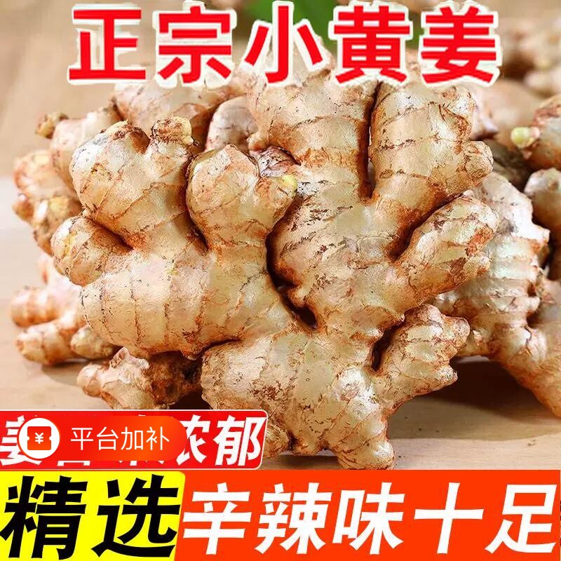 小黄姜带泥发货新鲜现挖农家生姜肉质紧实姜汁充盈调味整箱食用