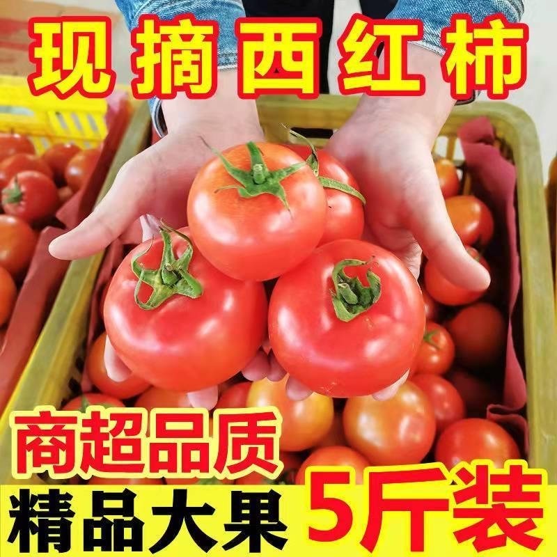西红柿新鲜四川老果农自种阳光水果自然熟生吃普罗旺斯沙瓤番茄
