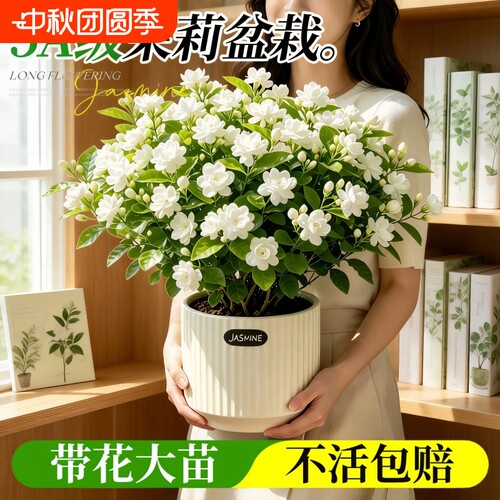 特级重瓣茉莉盆栽耐寒耐旱带苞