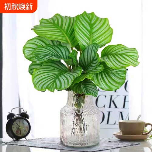 基地直销 新品特惠