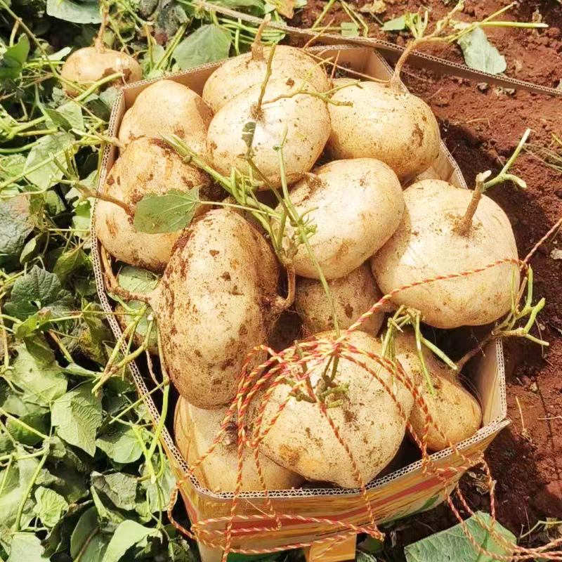 当季贵州安顺脆嫩多汁地萝卜地瓜凉薯现挖现发沙葛土瓜农家即实鲜,水产肉类/新鲜蔬果/熟食,番薯,淘宝优惠券,粉丝福利购,淘宝优惠卷