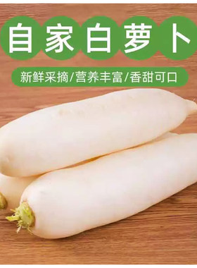 山东大白萝卜紧实饱满新鲜现挖