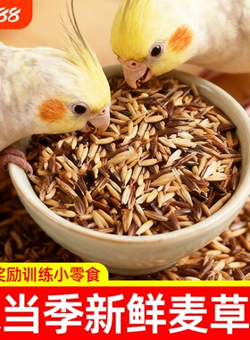 白玉麦黑金麦双拼鹦鹉零食双色麦草籽训练奖励虎皮牡丹专用鸟粮食